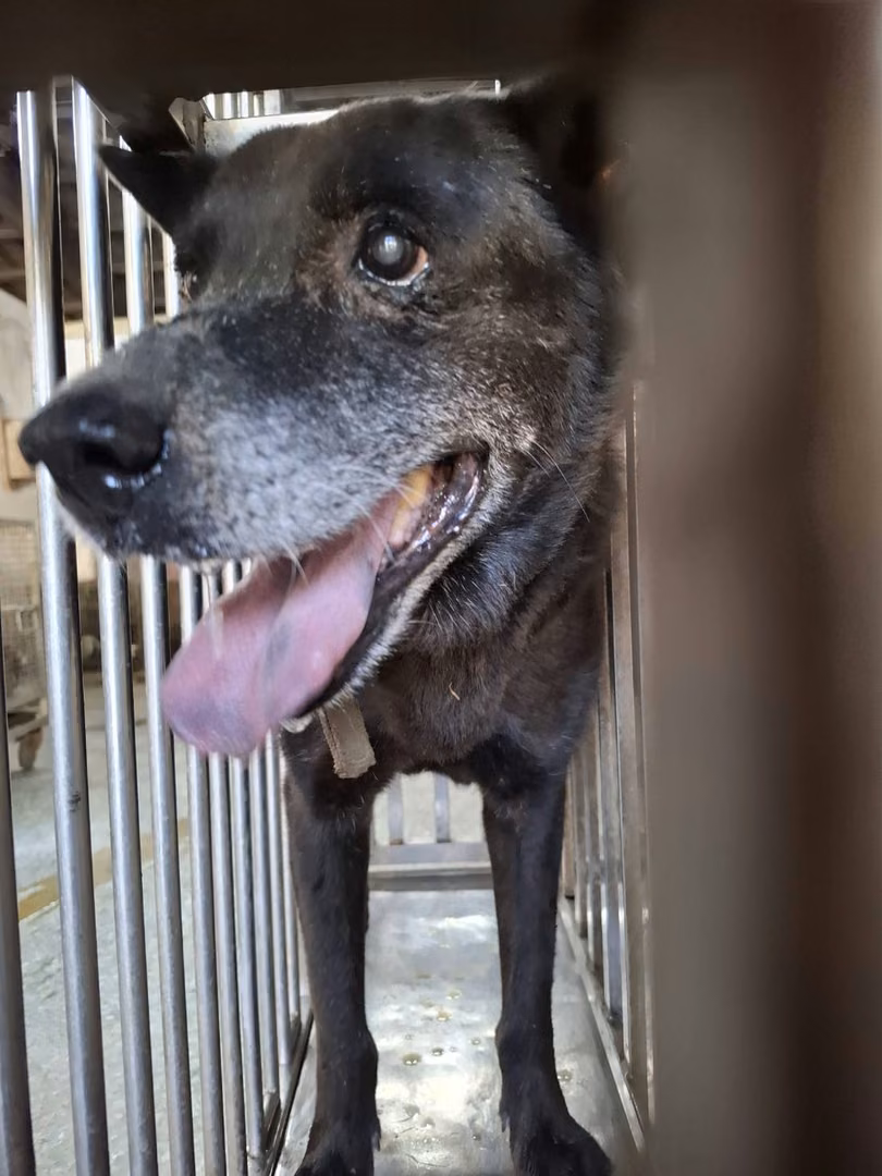 Black adult male mixed-breed dog, Medium, shelter no. …2-06