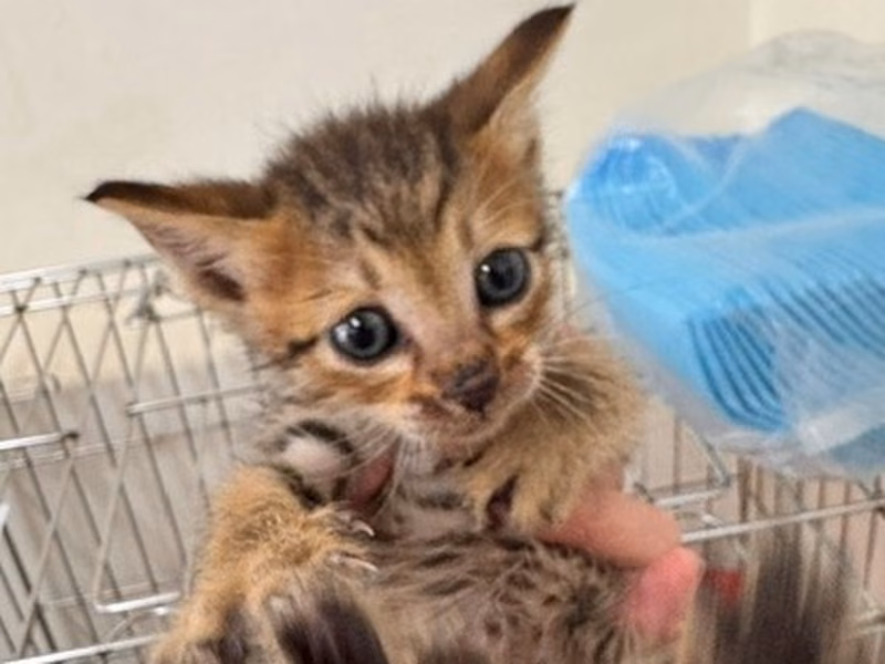 Gato mestizo joven (atigrado), Pequeño, refugio n.º …7002
