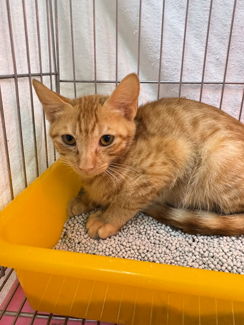 Orange tabby young female mixed-breed cat, Small, shelter no. …6005