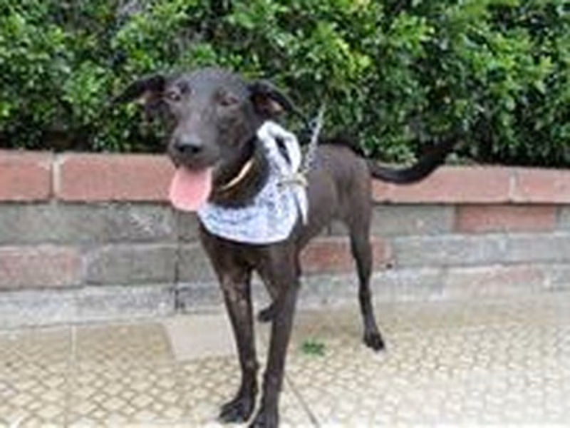 Black female mixed-breed dog, Medium, shelter no. …2532