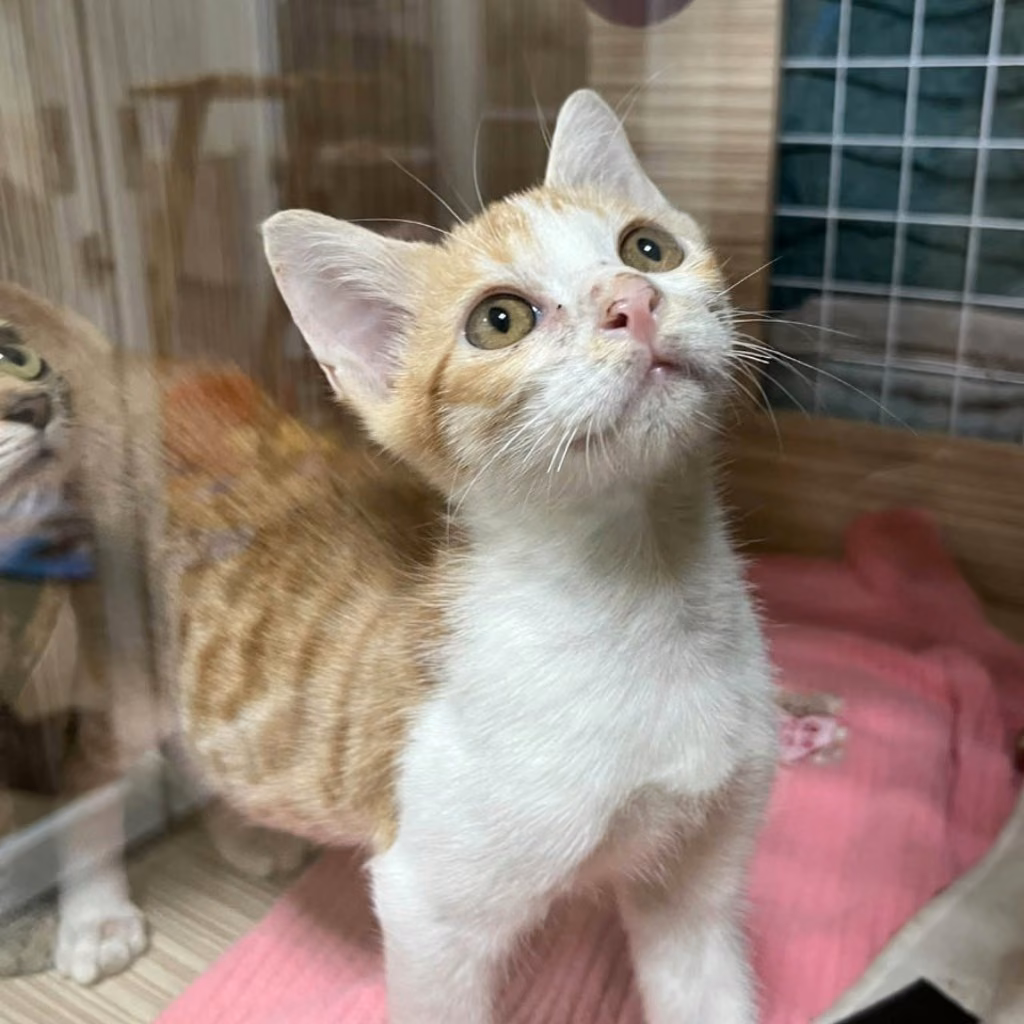 Young male mixed-breed cat, Small, shelter no. …7-04