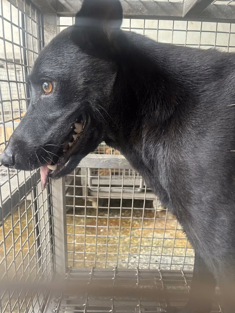 Black adult female mixed-breed dog, Medium, shelter no. …5-08