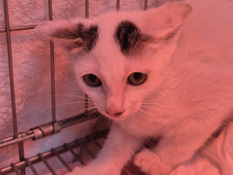 Tabby-and-white young male mixed-breed cat, Small, shelter no. …7005