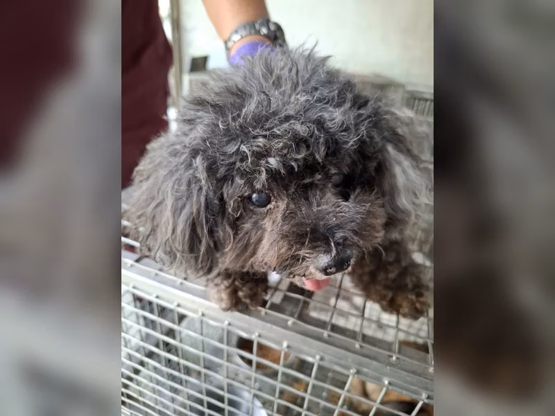 Caniche hembra adulta (negro), Pequeño, refugio n.º …6-05