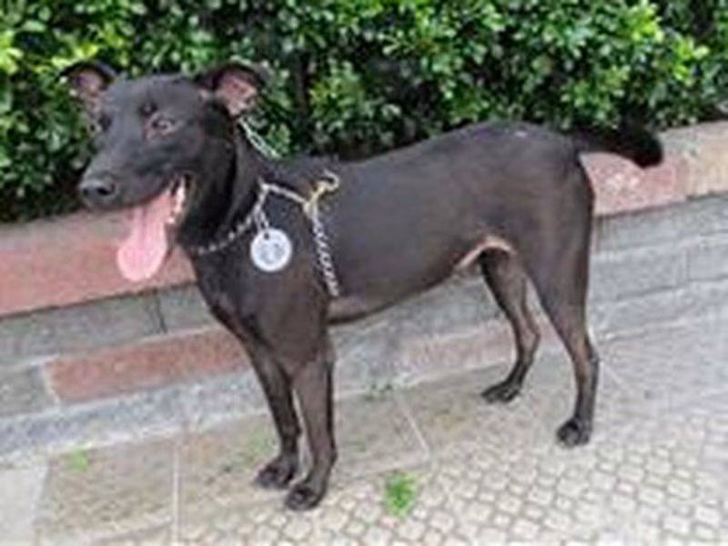 Black adult female mixed-breed dog, Large, shelter no. …3043