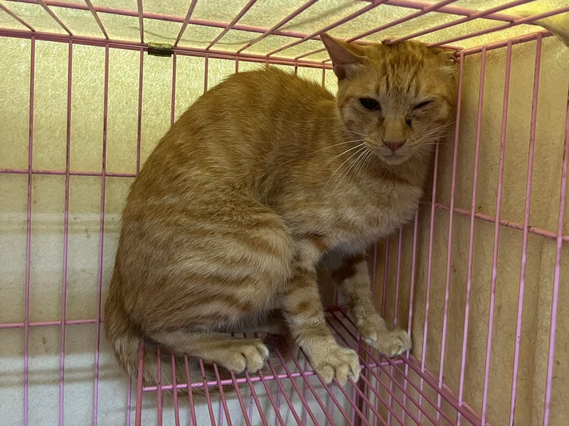 ミックス猫（オス・成猫・茶とトラ）、中型, 施設番号 …1605