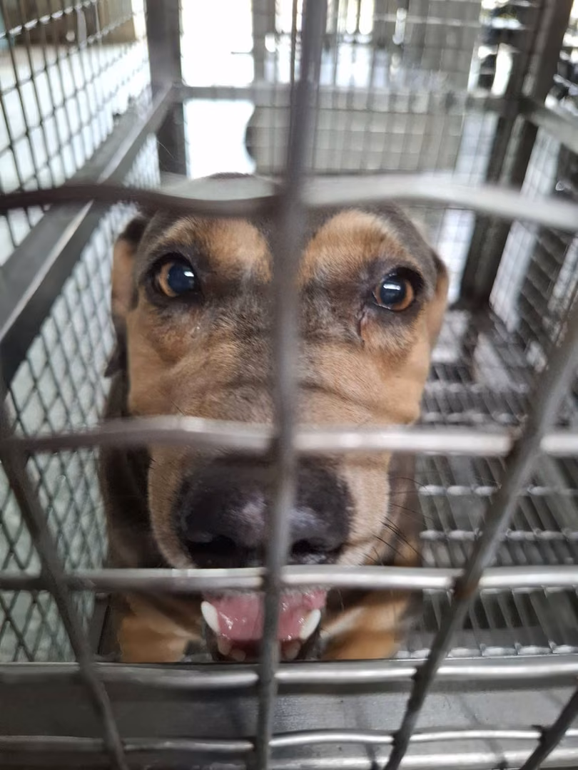 Black-and-tan adult female mixed-breed dog, Medium, shelter no. …2-03