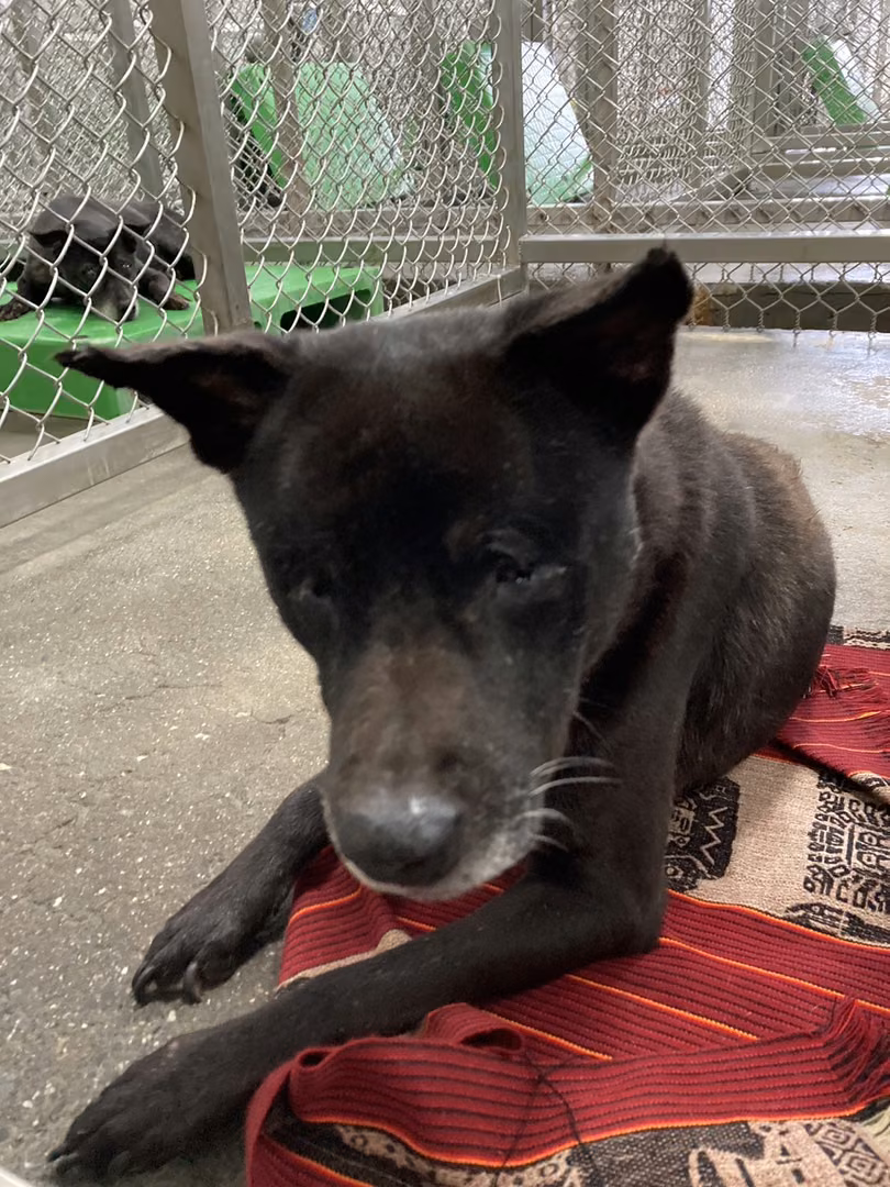Black adult male mixed-breed dog, Medium, shelter no. …4001