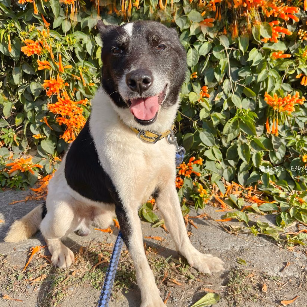 Black-and-white adult male mixed-breed dog, Medium, shelter no. …6-01