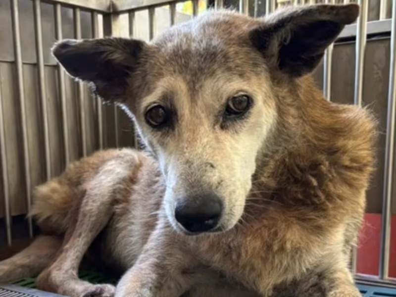 Tan-and-white adult female mixed-breed dog, Medium, shelter no. …3001