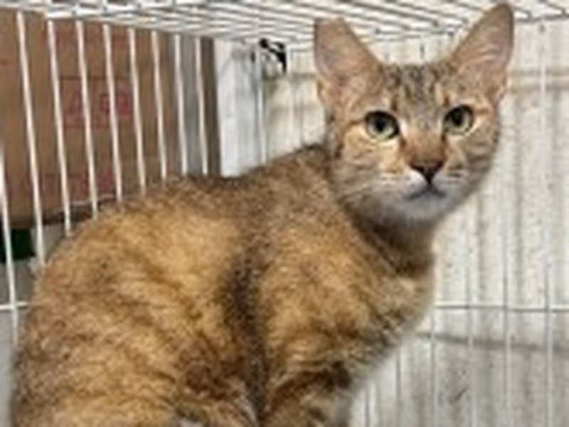 Tabby adult female mixed-breed cat, Large, shelter no. …9002