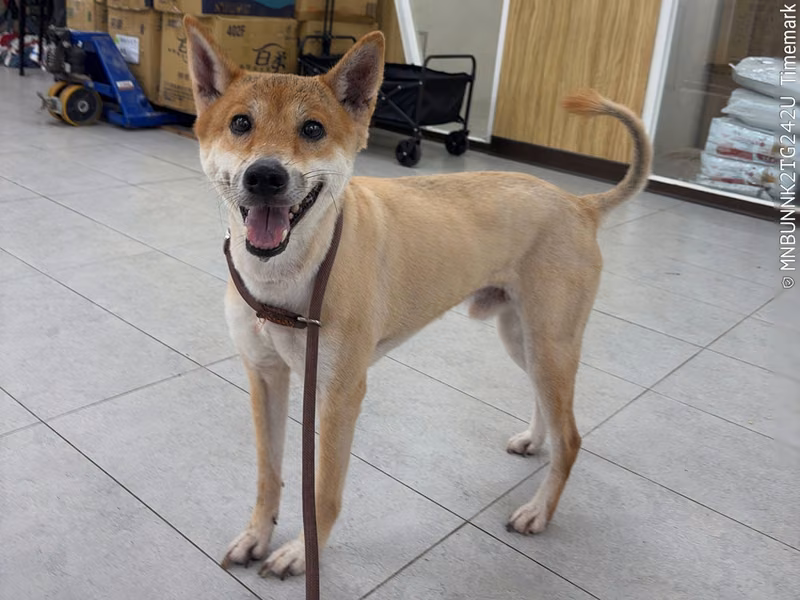 shiba (Lalaki, Matanda na, dilaw), Katamtaman, blg. ng shelter …1001
