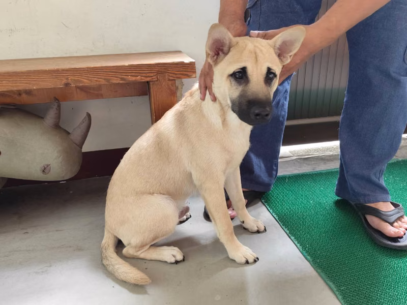 Tan adult male mixed-breed dog, Large, shelter no. …1801