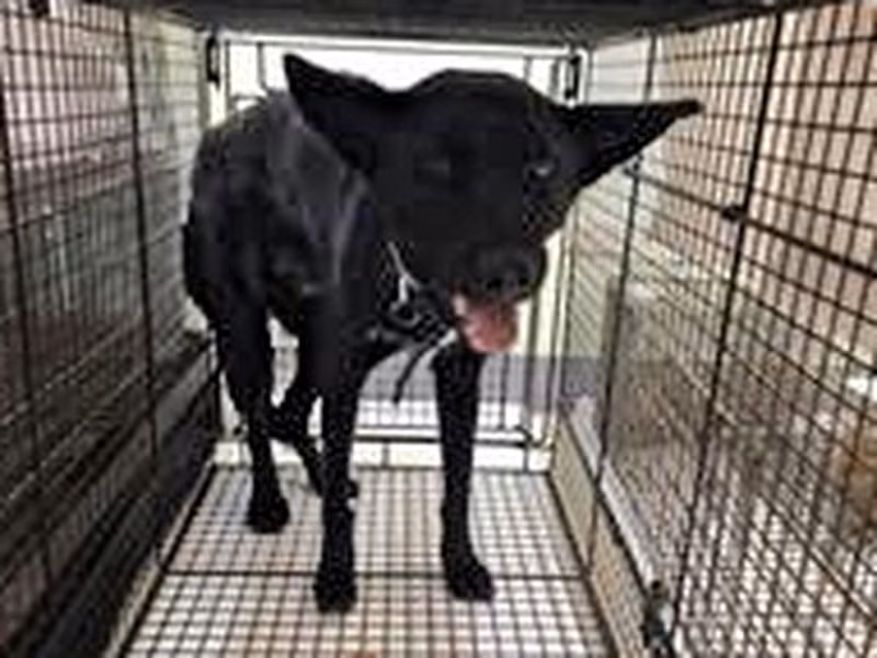 Black adult male mixed-breed dog, Large, shelter no. …3D01