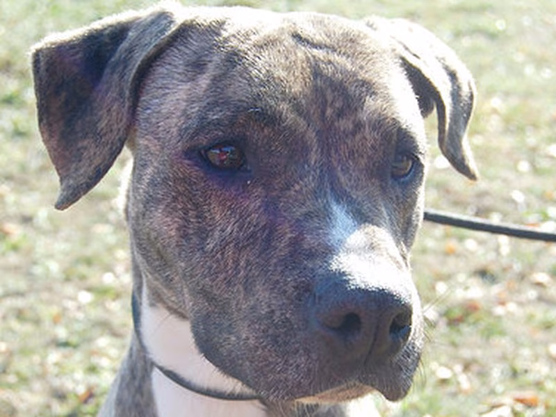 Tigra, Senior · Female · Medium · American Staffordshire Terrier