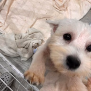 White adult male West Highland White Terrier, Medium, shelter no. …1004