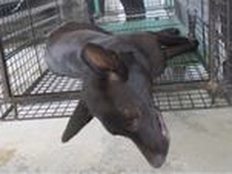 Black adult male mixed-breed dog, Medium, shelter no. …4001
