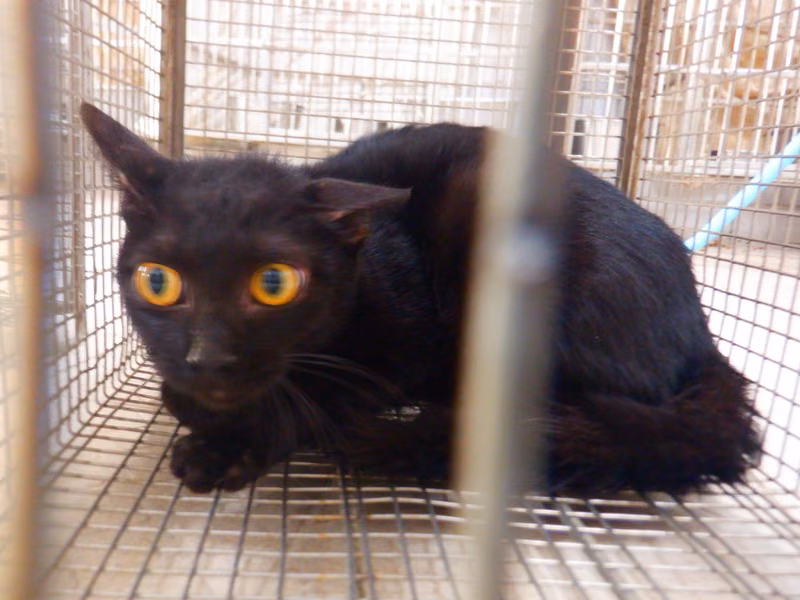 Black adult female mixed-breed cat, Small, shelter no. …27C4