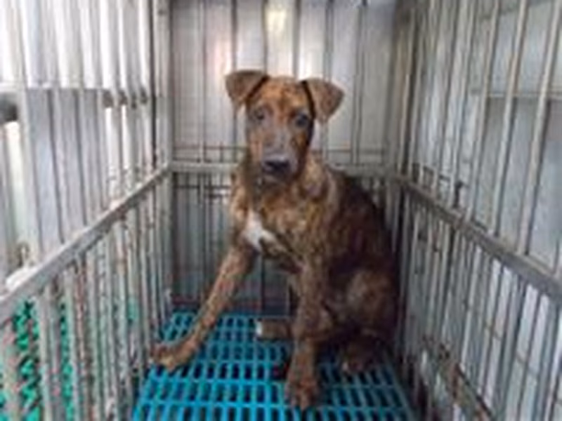 Tabby adult male mixed-breed dog, Medium, shelter no. …7571