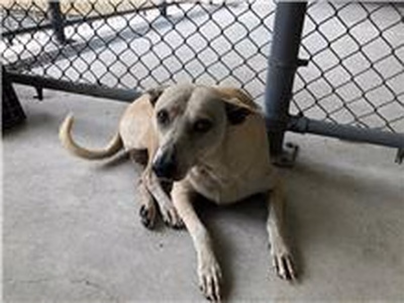 White adult female mixed-breed dog, Medium, shelter no. …3004