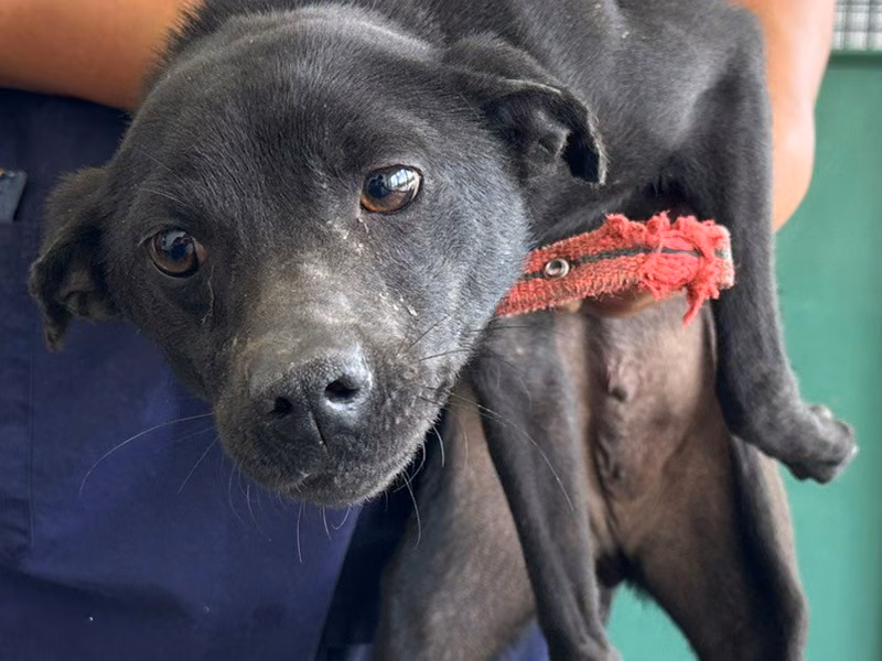Black adult female mixed-breed dog, Medium, shelter no. …5007