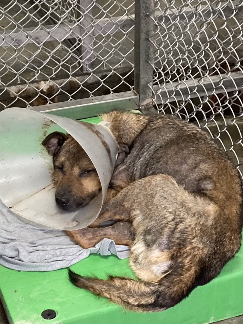 Black-and-brown adult male mixed-breed dog, Large, shelter no. …2001