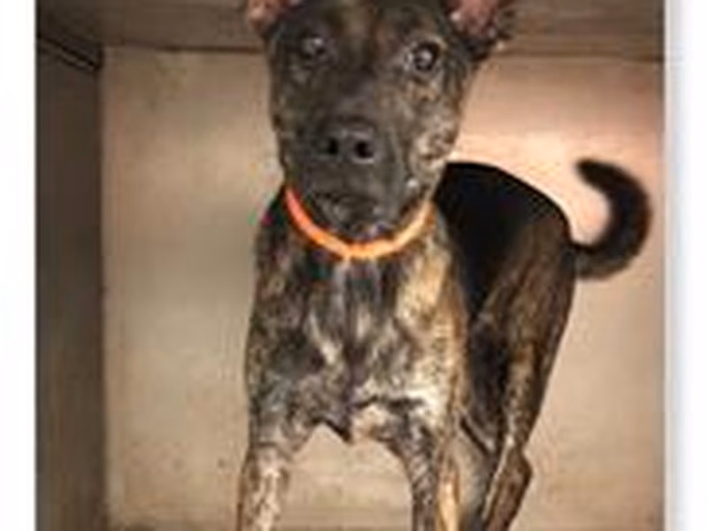 Black tabby young male mixed-breed dog, Medium, shelter no. …0707