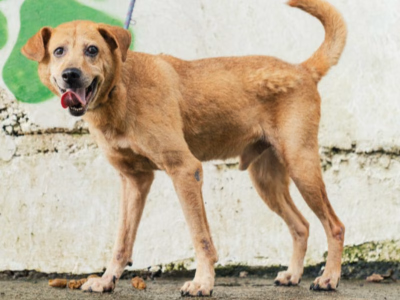 Tan adult male mixed-breed dog, Medium, shelter no. …4001