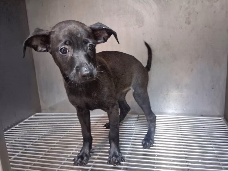 Black young female mixed-breed dog, Small, shelter no. …29W8