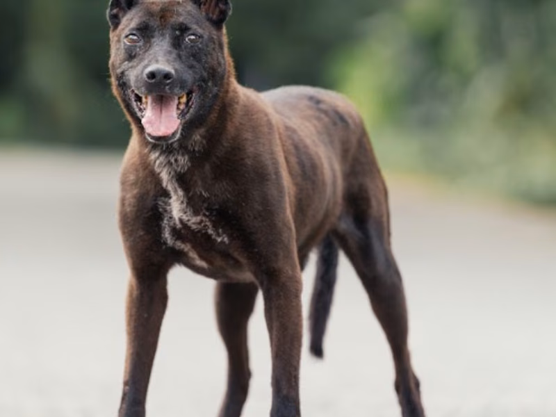 Black adult male mixed-breed dog, Medium, shelter no. …1902