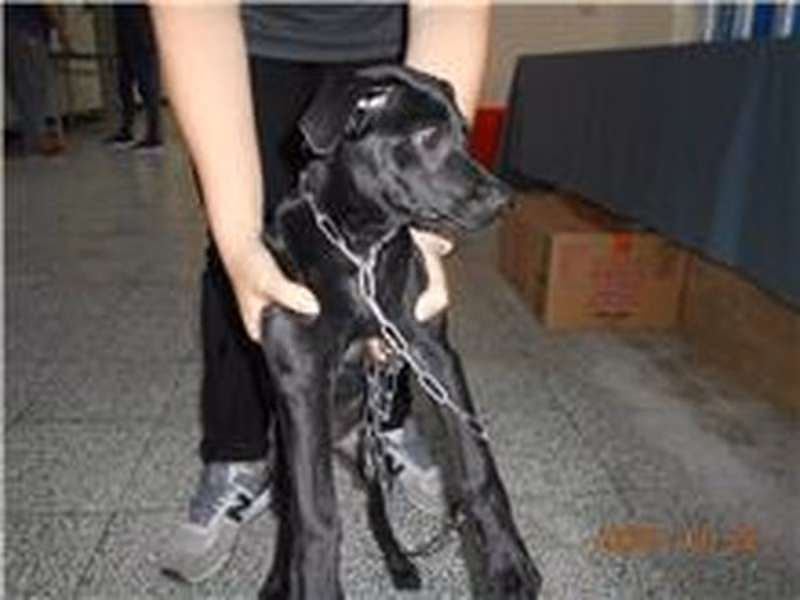 Black adult female mixed-breed dog, Small, shelter no. …3001