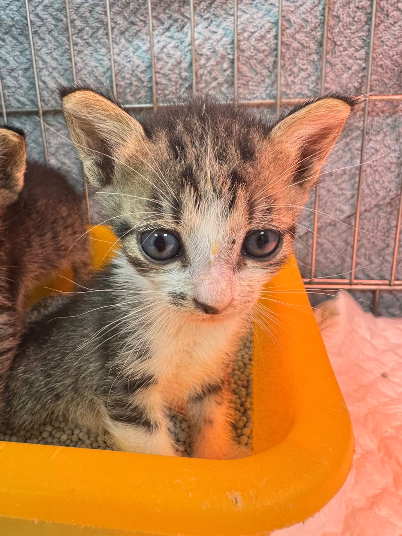 Tabby-and-white young female mixed-breed cat, Small, shelter no. …7003