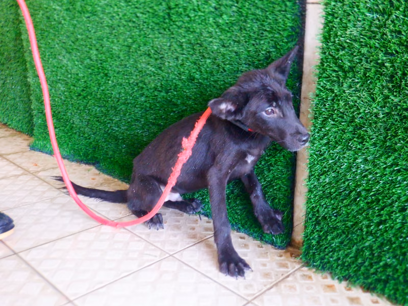 Black young male mixed-breed dog, Small, shelter no. …2792