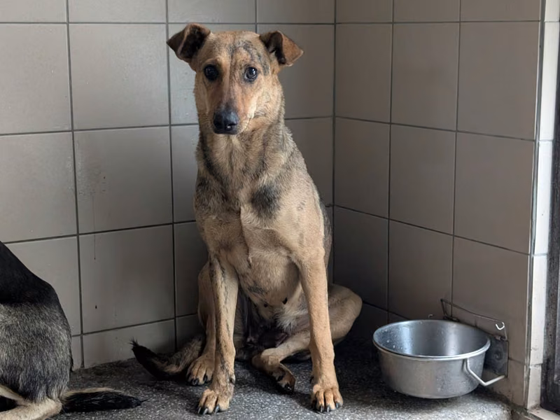 Tan adult female mixed-breed dog, Large, shelter no. …0112