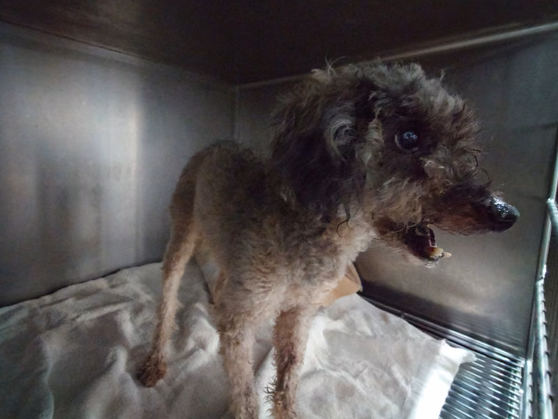 Gray-and-white adult male poodle, Small, shelter no. …9001