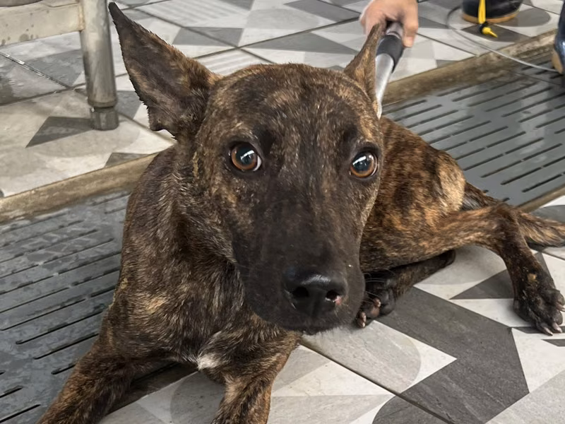 Tabby adult male mixed-breed dog, Large, shelter no. …5003