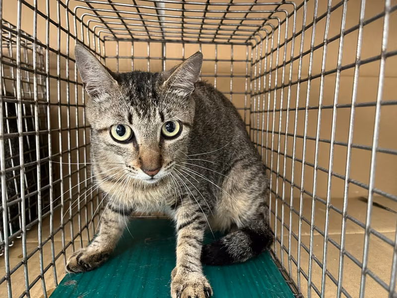 Tabby adult female mixed-breed cat, Medium, shelter no. …0309