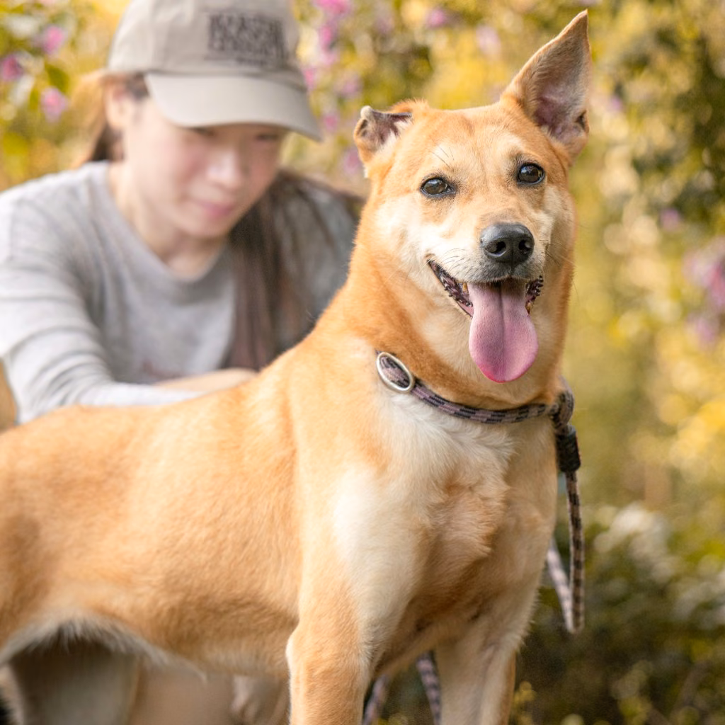Tan adult female mixed-breed dog, Medium, shelter no. …1001