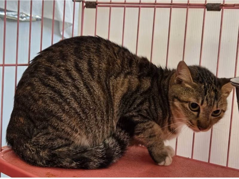 Tabby adult female mixed-breed cat, Medium, shelter no. …0403