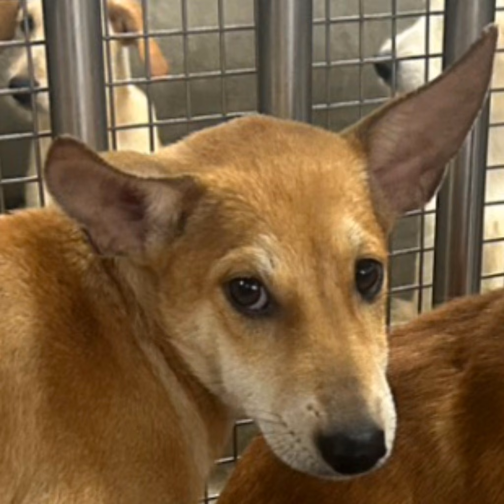 Tan young female mixed-breed dog, Medium, shelter no. …9008