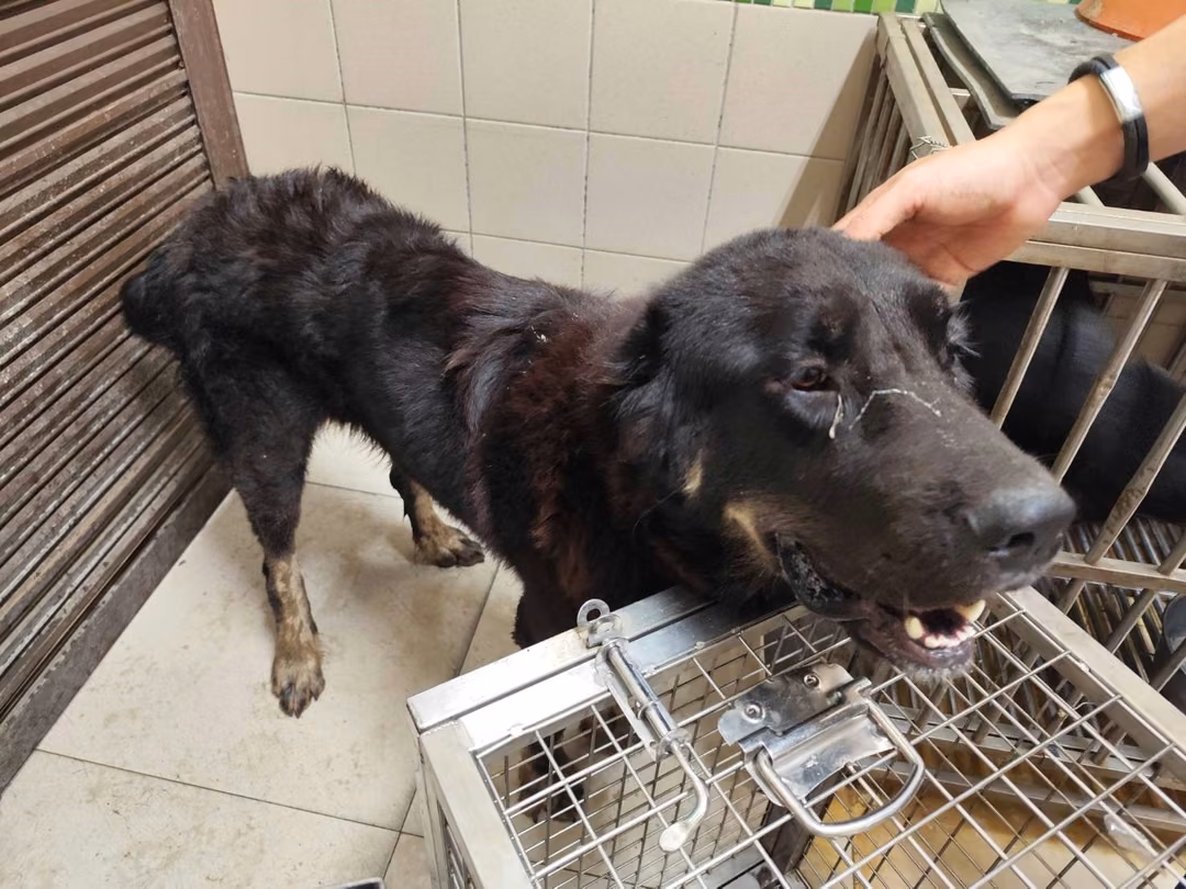 Black adult female Tibetan Mastiff, Large, shelter no. …0406