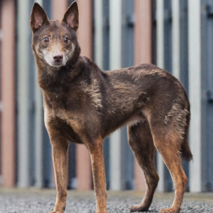 Brown adult female mixed-breed dog, Medium, shelter no. …0222