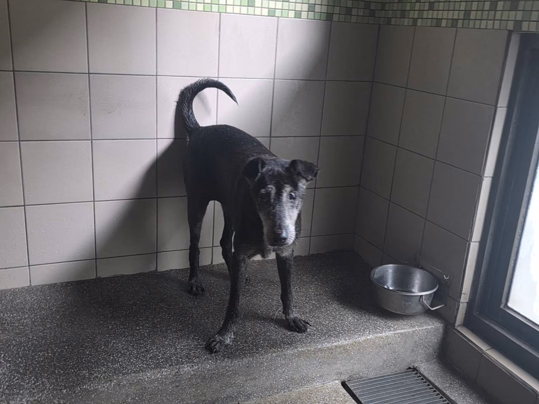 Black adult female mixed-breed dog, Large, shelter no. …1401