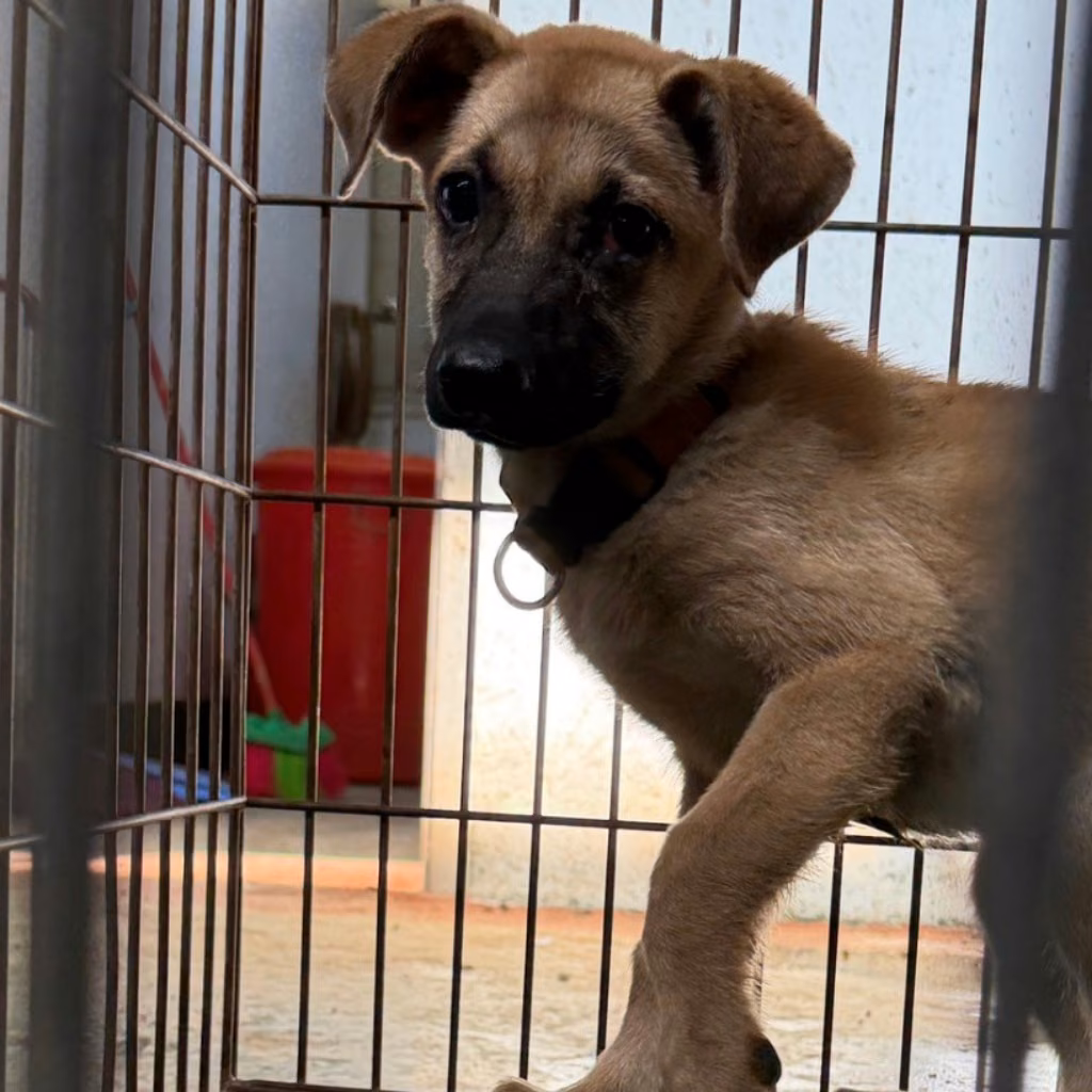 Tan young female mixed-breed dog, Medium, shelter no. …6-02