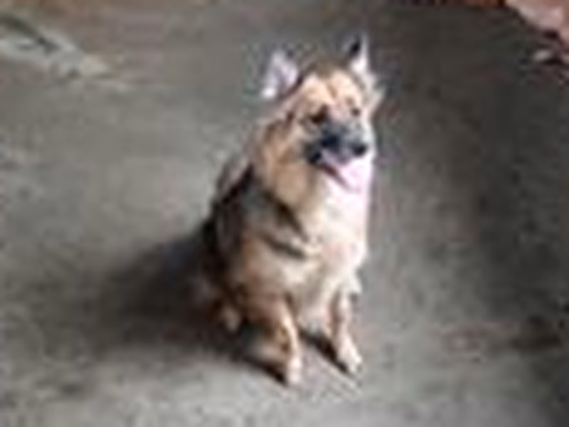 Black-and-gray adult female mixed-breed dog, Medium, shelter no. …1003