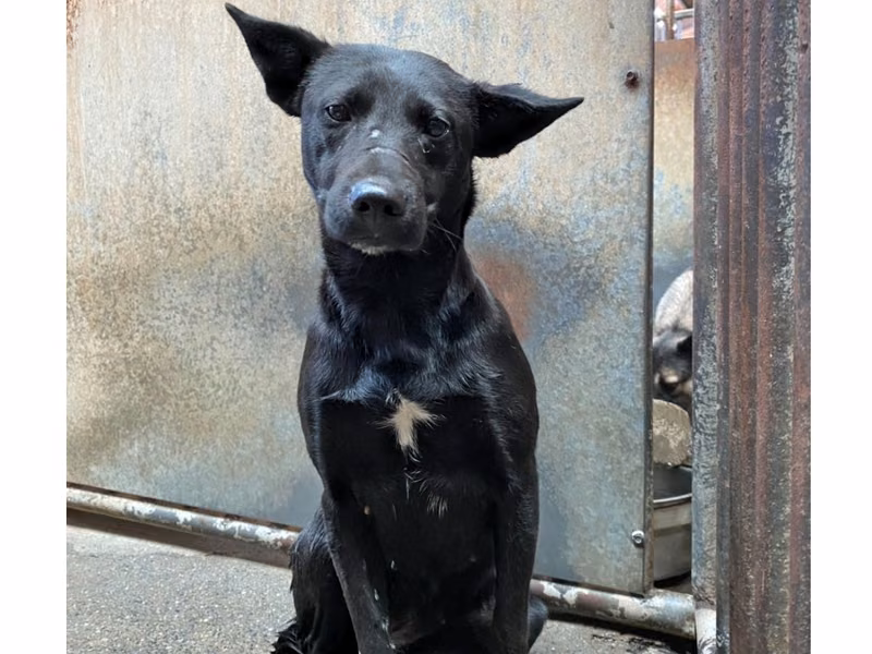 Black adult female mixed-breed dog, Medium, shelter no. …1001