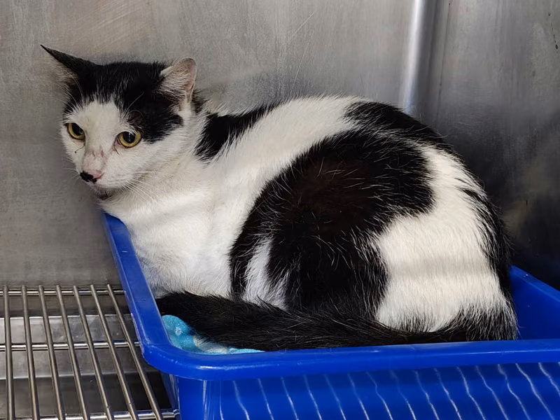 Black-and-white adult female mixed-breed cat, Medium, shelter no. …2207
