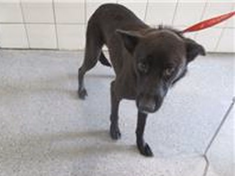 Black adult female mixed-breed dog, Medium, shelter no. …0009