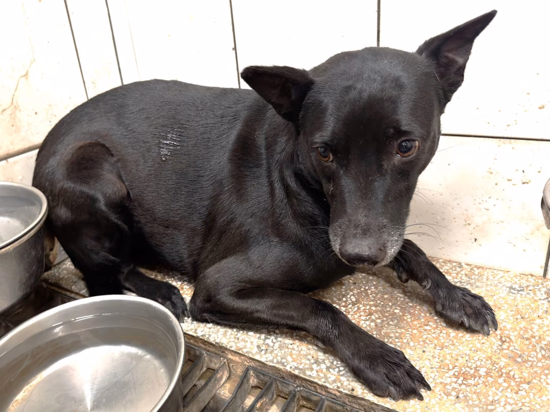 Black adult female mixed-breed dog, Medium, shelter no. …25-1