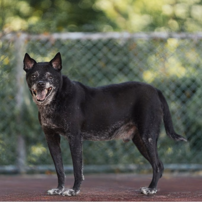 Black adult male mixed-breed dog, Medium, shelter no. …2507